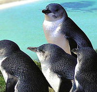 Rockingham Wild Encounters - Accommodation VIC