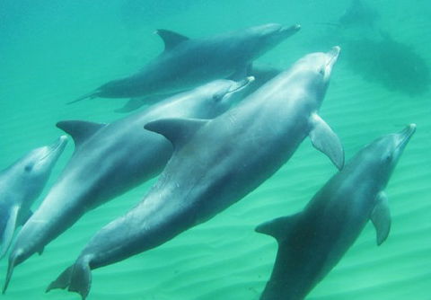 Rockingham Wild Encounters - Accommodation VIC 4