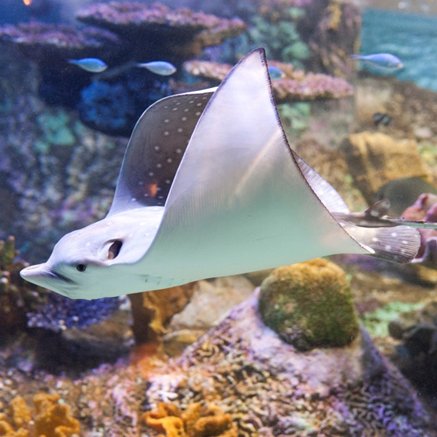 Melbourne Aquarium - Accommodation VIC 4