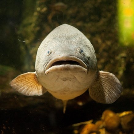 Melbourne Aquarium - Accommodation VIC 5