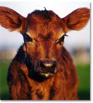 Chesterfield Farm - Accommodation VIC 1