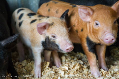 Chesterfield Farm - Accommodation VIC 4