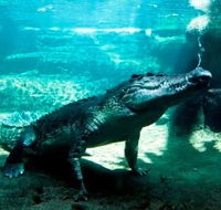 WILD LIFE Sydney Zoo - Accommodation VIC