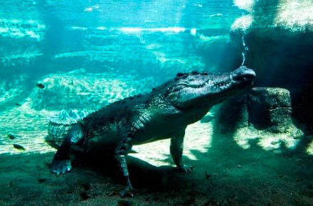 WILD LIFE Sydney Zoo - Accommodation VIC 0