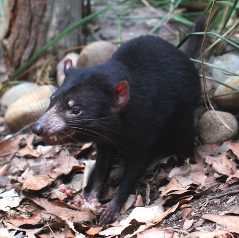 WILD LIFE Sydney Zoo - Accommodation VIC 5