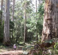 Warren River Loop Walk - Accommodation VIC