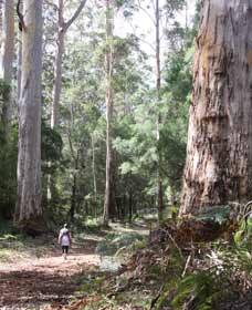 Warren River Loop Walk - Accommodation VIC 0