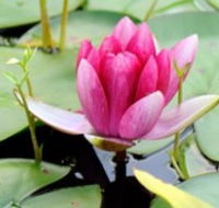 The Lotus Day Spa and Retreat - Accommodation VIC