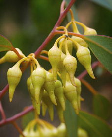 Mount Short Scenic Drive - Accommodation VIC 0