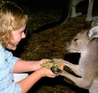 Discovery Bay's Walk on the Wild Side - Accommodation VIC