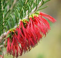 Ethel Daw Scenic Drive - Accommodation VIC