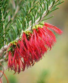 Ethel Daw Scenic Drive - Accommodation VIC 0