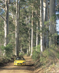 Mount Shadforth Scenic Drive - Accommodation VIC 0