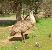Minlaton Fauna Park - Accommodation VIC