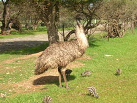 Minlaton Fauna Park - Accommodation VIC 0