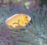 Rowley Shoals - Accommodation VIC