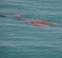 Dugongs - Accommodation VIC