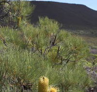 Lesueur Walk Trail Mount Lesueur - Accommodation VIC