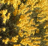 Dalwallinu Remnant Bushland - Accommodation VIC