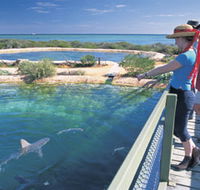 Shark Bay Marine Park - Accommodation VIC