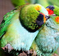 Rainbow Jungle - The Australian Parrot Breeding Centre - Accommodation VIC