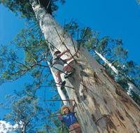 Dave Evans Bicentennial Tree - Accommodation VIC