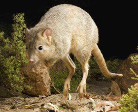 Kanyana Wildlife - Accommodation VIC 0