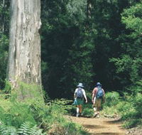 Gloucester Tree - Accommodation VIC