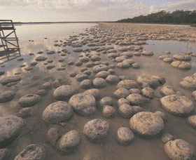 Yalgorup National Park - Accommodation VIC 0