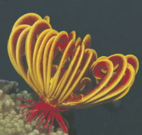 Muiron Islands - Accommodation VIC