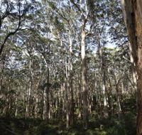 Boranup Karri Forest - Accommodation VIC
