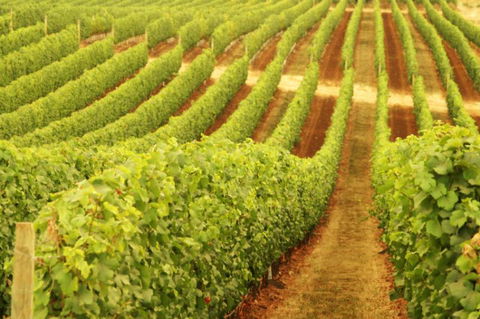 MadFish Wines Margaret River - Accommodation VIC 0