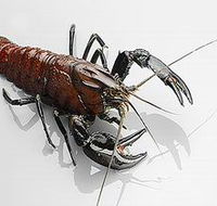 Andermel Marron - Accommodation VIC