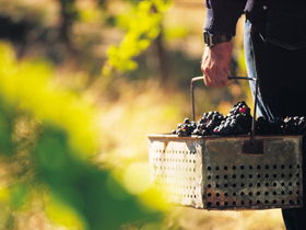Burge Family Winemakers - Accommodation VIC 0