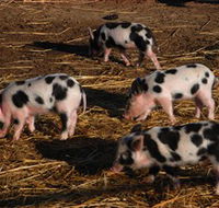 Will's Rare Breeds Farm - Accommodation VIC