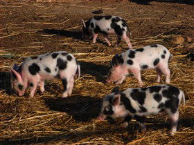 Will's Rare Breeds Farm - Accommodation VIC 0