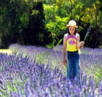 Brayfield Park Lavender Farm - Accommodation VIC