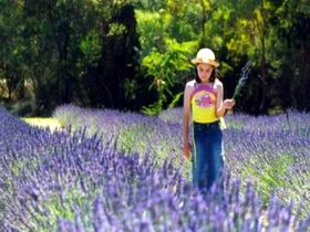 Brayfield Park Lavender Farm - Accommodation VIC 0