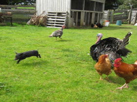 Echo Farm - Accommodation VIC 0