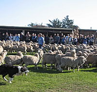 Curringa Farm - Accommodation and Farm Tours - Accommodation VIC