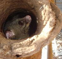 Mulga Sanctuary and Wildlife Park - Accommodation VIC