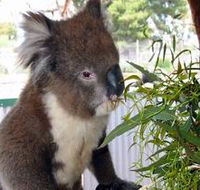 Glen-Forest Tourist Park - Accommodation VIC