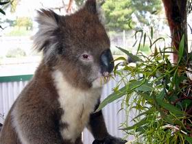 Glen-Forest Tourist Park - Accommodation VIC 0