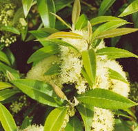 Tumbeela Native Bushfoods - Accommodation VIC