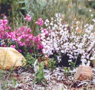 Stokes Bay Bush Garden - Accommodation VIC