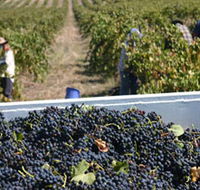 Rolf Binder Wines - Accommodation VIC