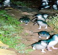 Penneshaw Penguin Centre - Accommodation VIC