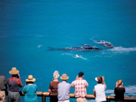 Whale Watching At Head Of Bight - Accommodation VIC 0