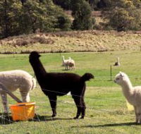 Maydena Country Cabins Accommodation  Alpaca Stud - Accommodation VIC