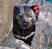 Trowunna Wildlife Sanctuary - Accommodation VIC